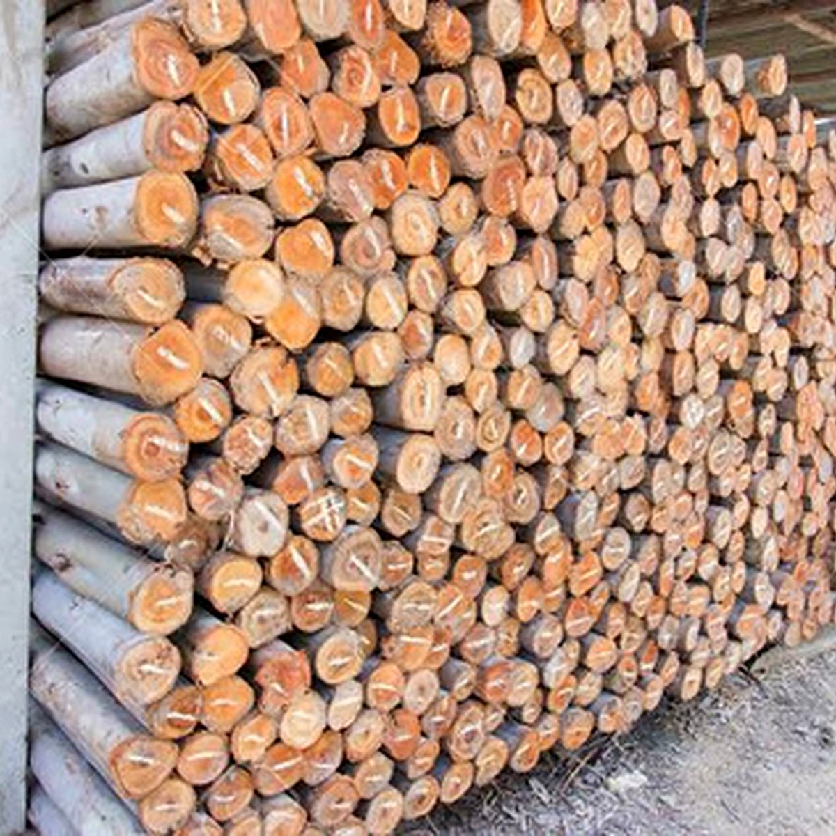 Madera rolliza